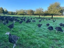 Freiland Puten Bio Hähnchenflügel Frisch Und Regional, 4 Stück, Ca. 400g -Deutschland Essen Verkäufe 2024 Freiland Pute