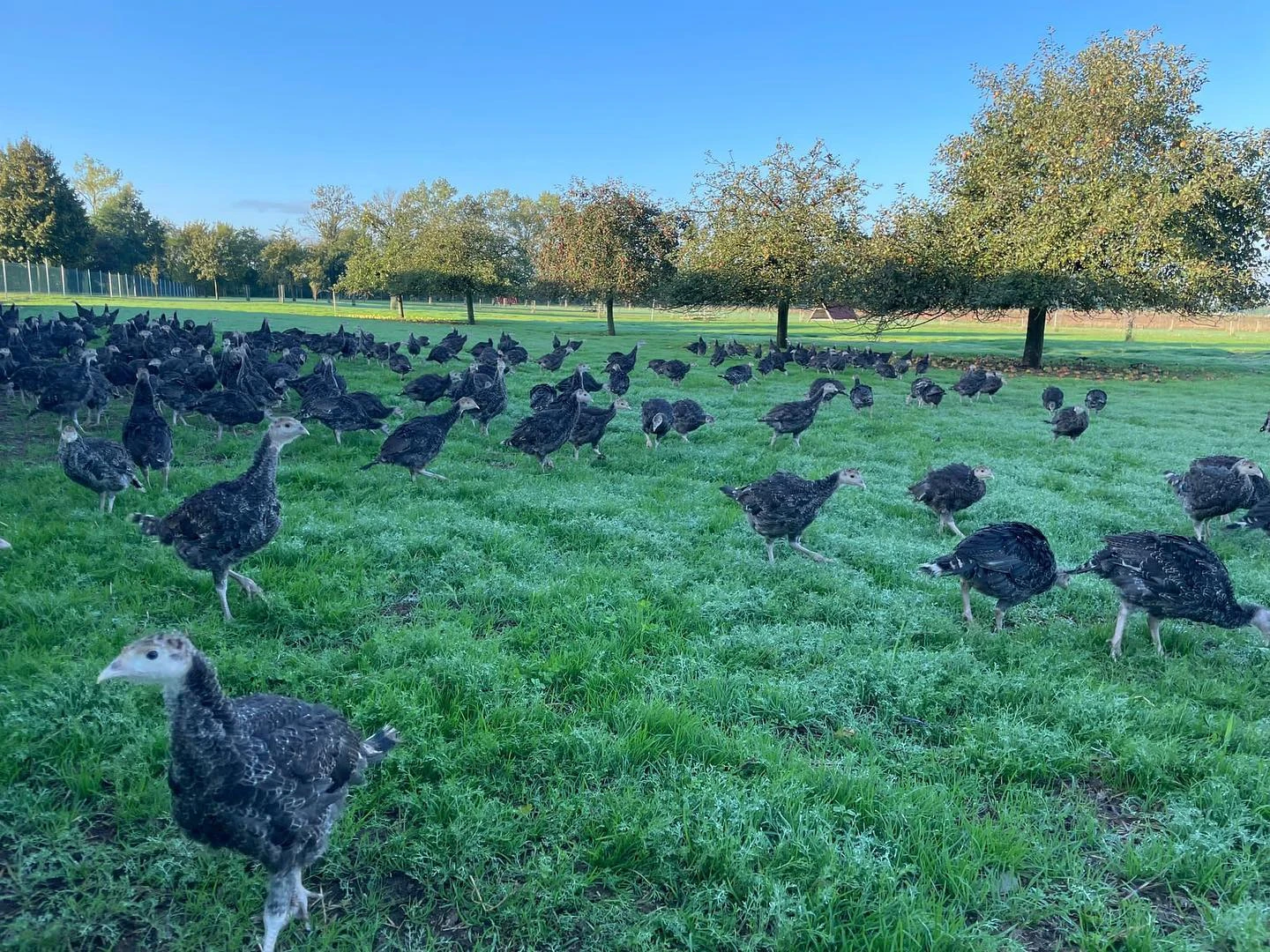 Freiland Puten Bio Mini-Frikkis Vom Bruderhahn, 225 Gr Packung 3 Freiland Puten Bio Mini-Frikkis Vom Bruderhahn, 225 Gr Packung – Bild 3